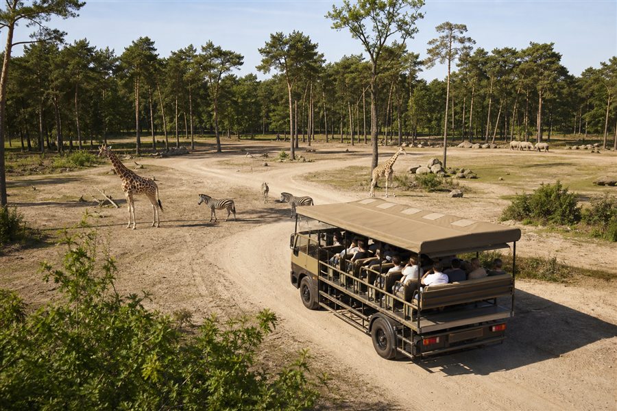 Bus safari near giraffes and zebras