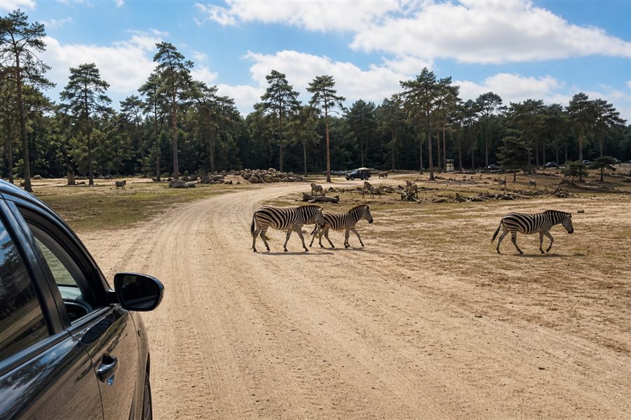 Car safari route with zebras