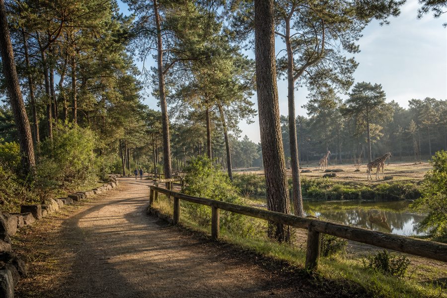 Walking safari path through the park