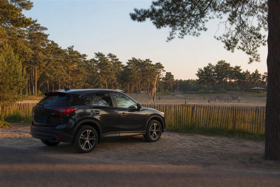 Arrival by car at Beekse Bergen