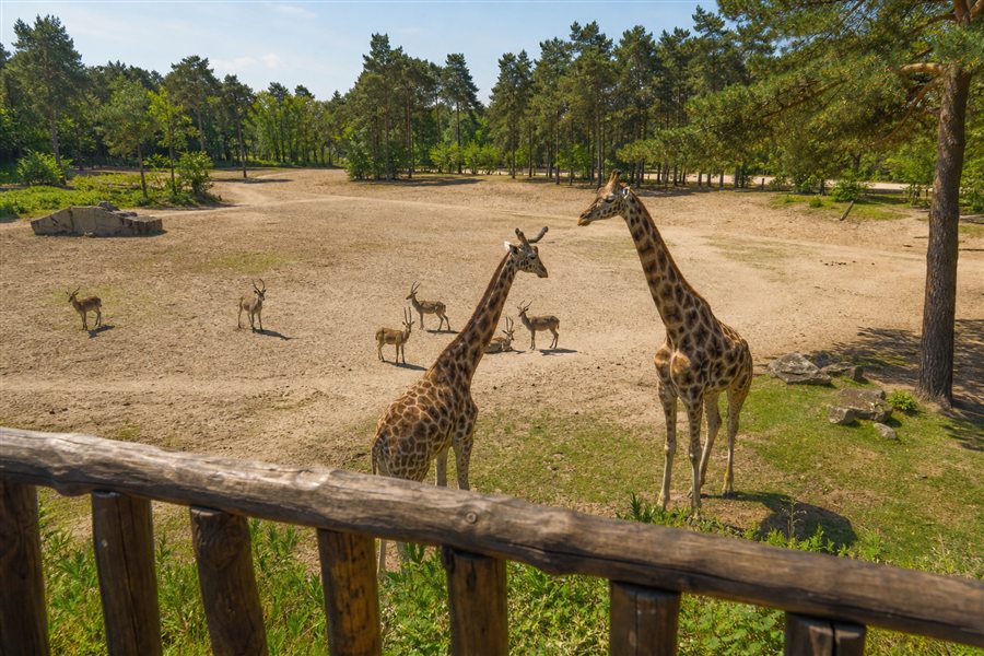 Giraffes at Safaripark Beekse Bergen